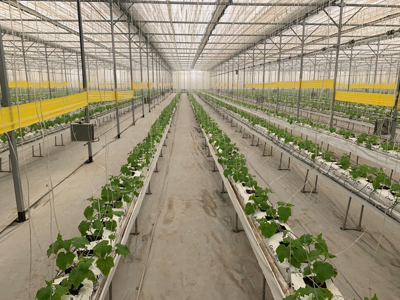 buxdu.uz-Buxoro Davlat Universiteti